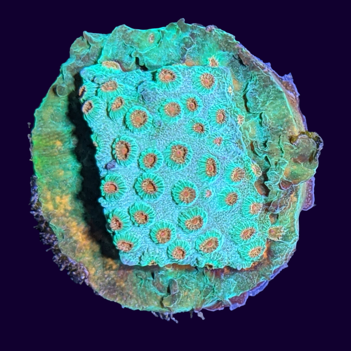 Meteor Shower Cyphastrea