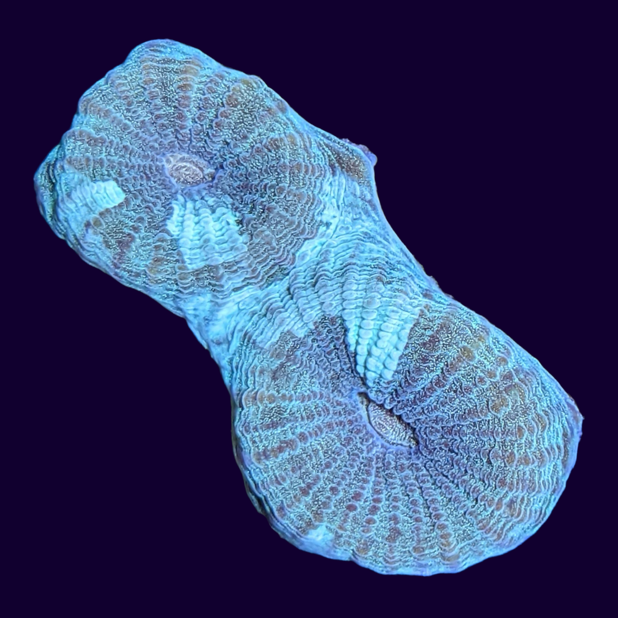 Oil Spill Goniastrea