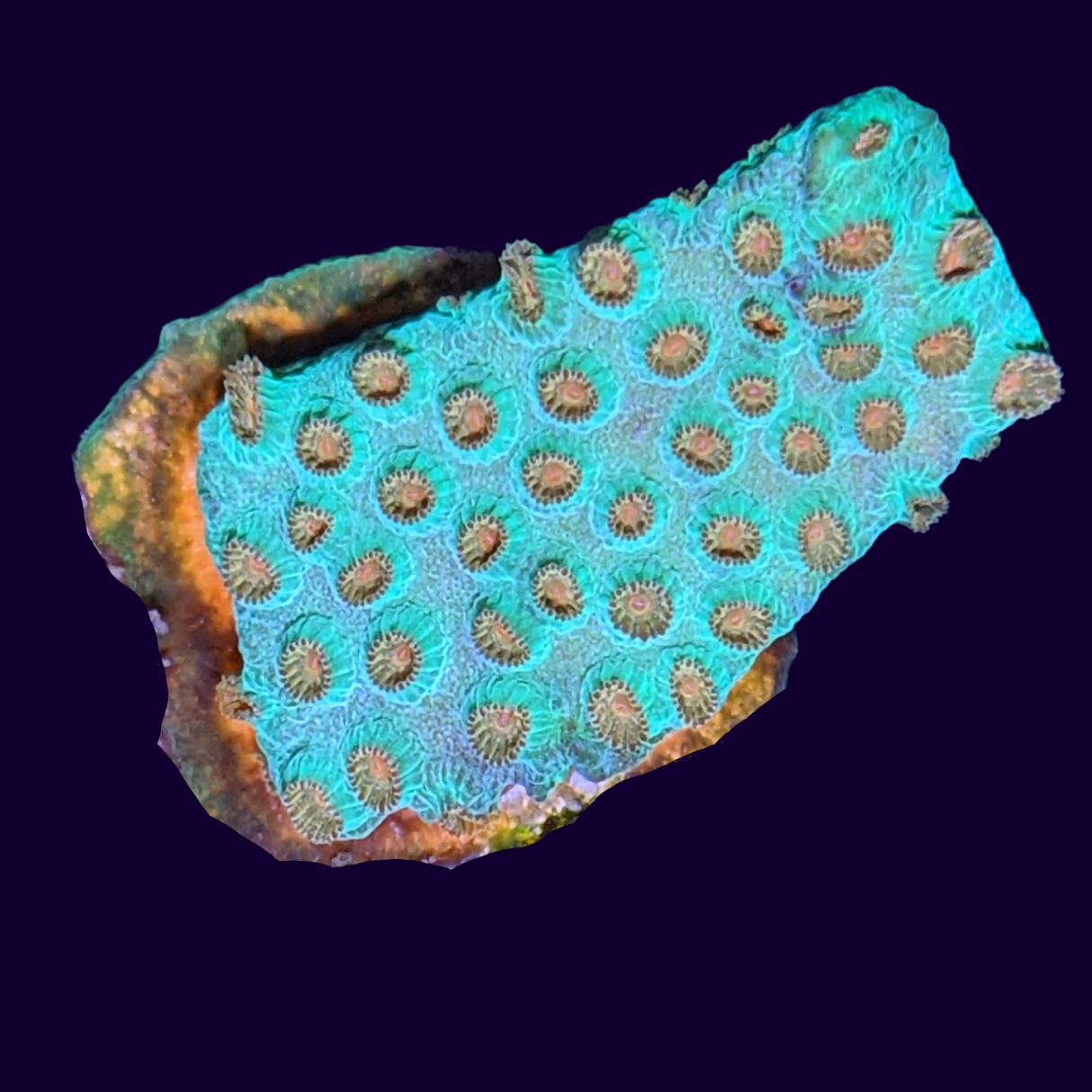 Meteor Shower Cyphastrea