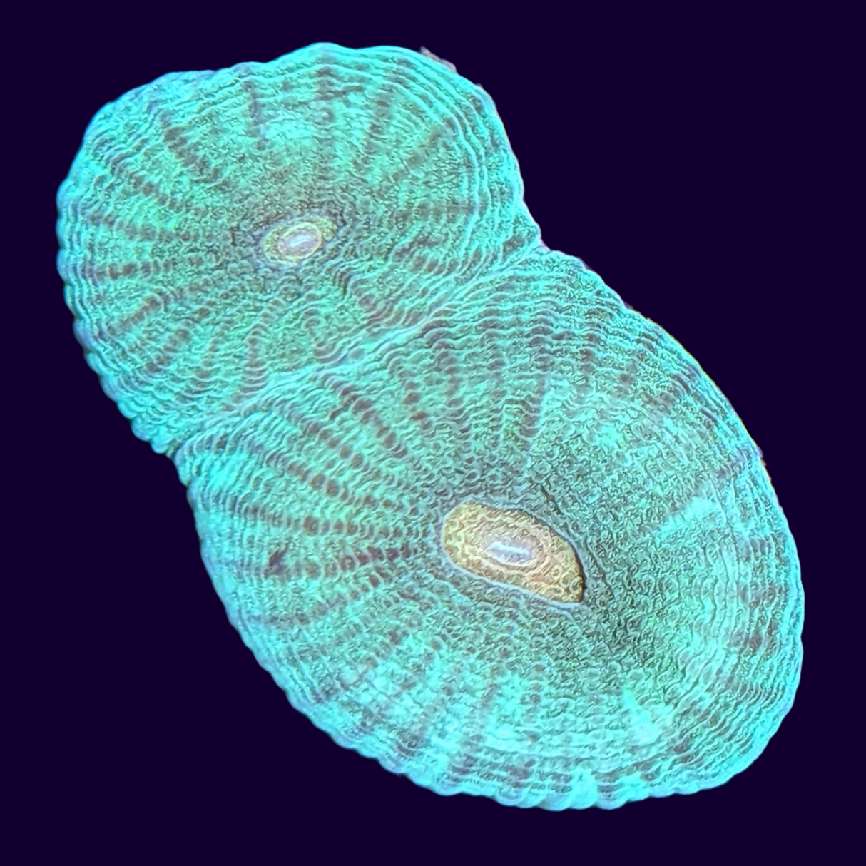 Orange Eye Goniastrea