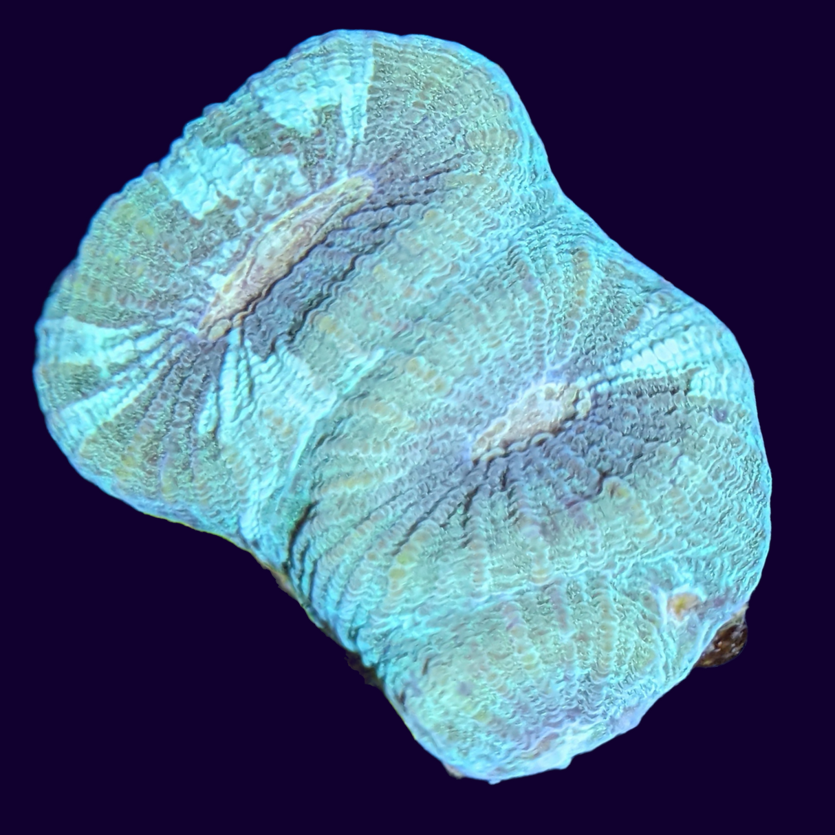 Orange Eye Goniastrea