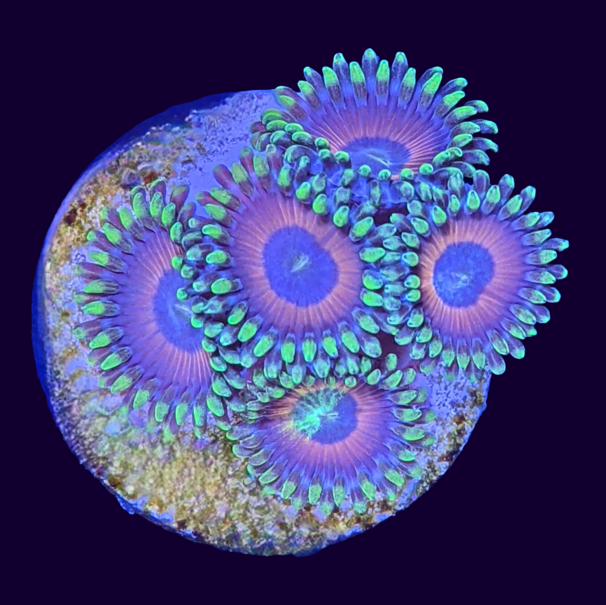 Eagle Eyes Zoa Frag