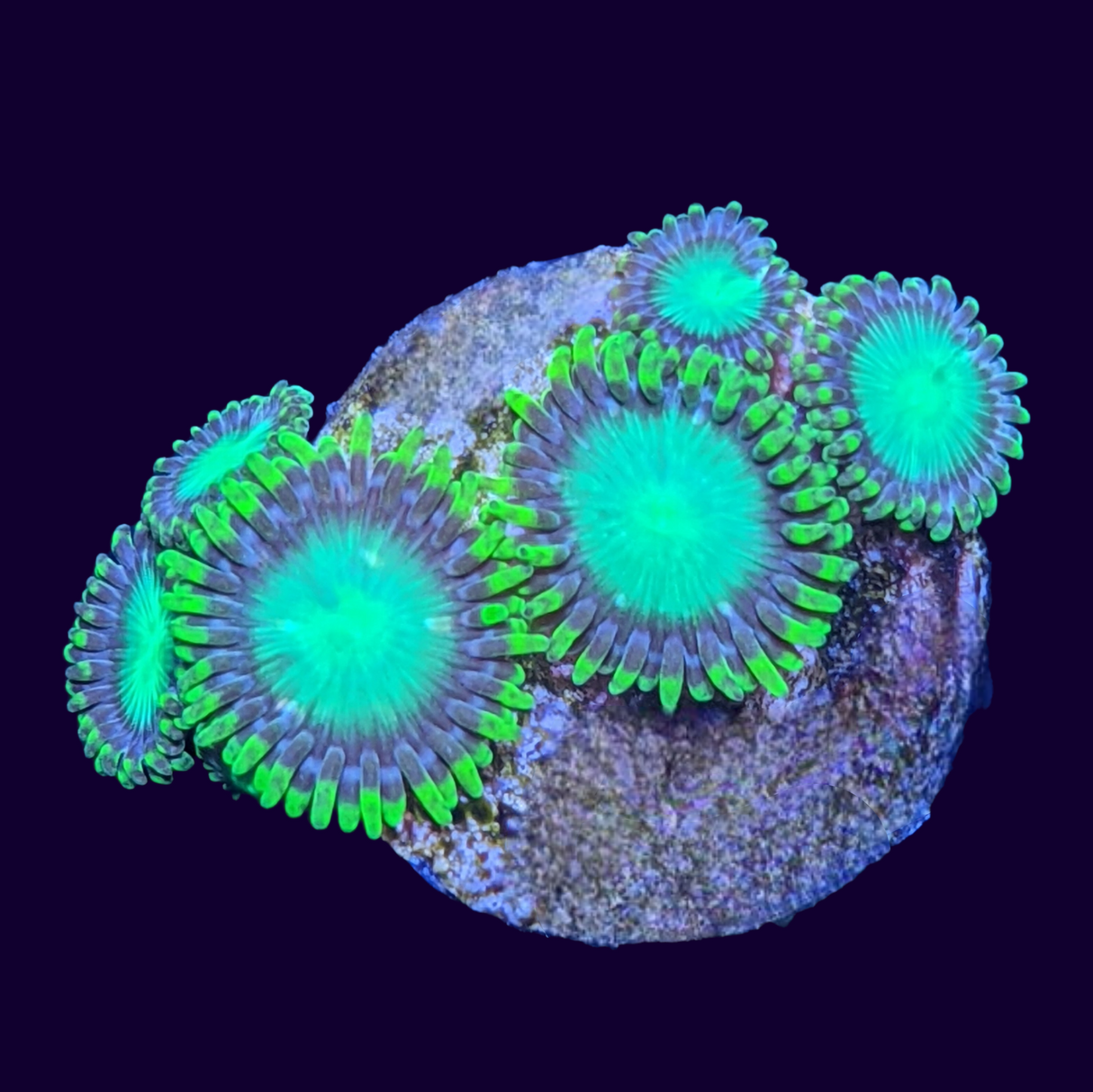 Radioactive Dragons Eye Zoa Frag