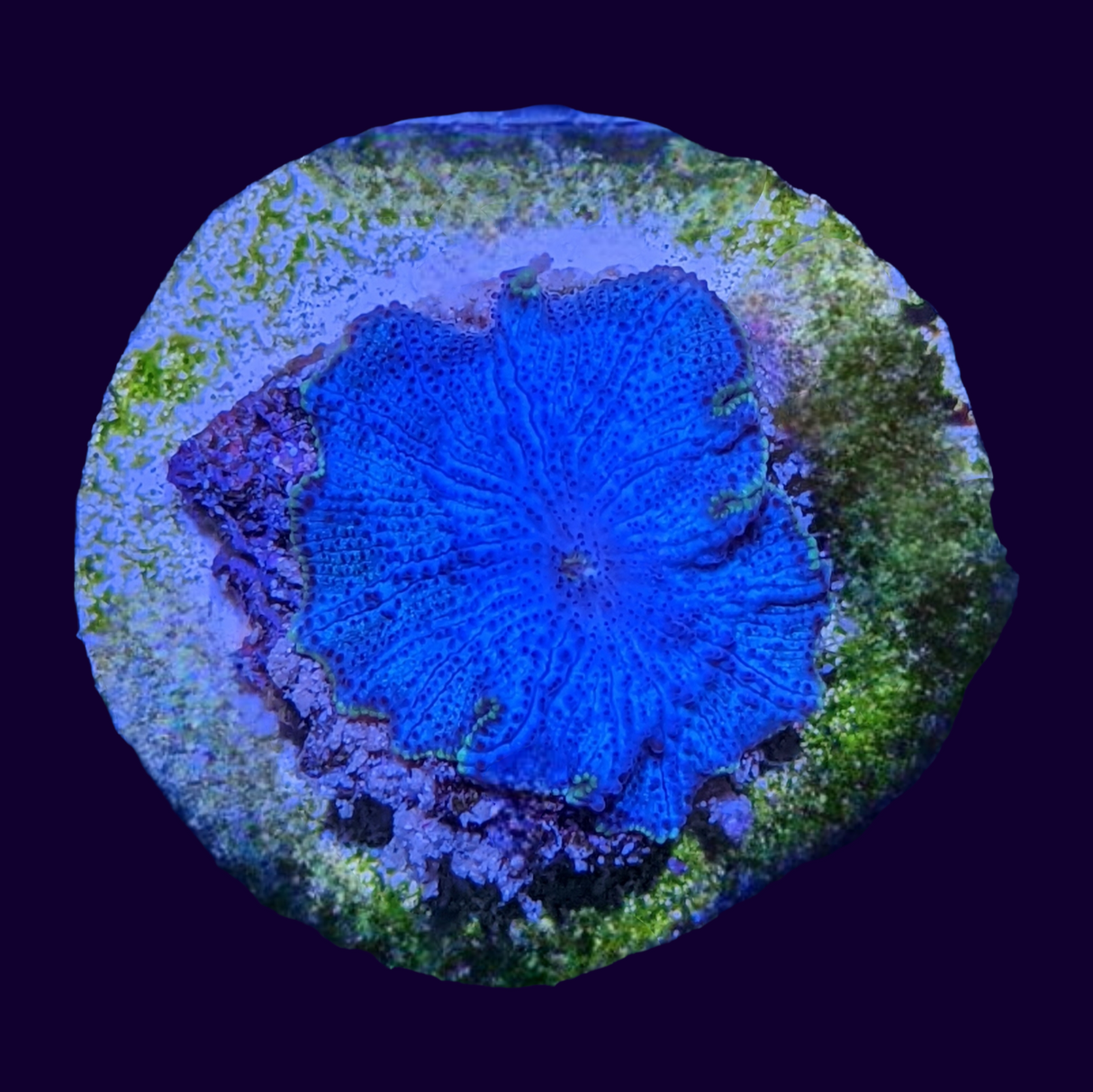 Green Rim Blue Discosoma Mushroom