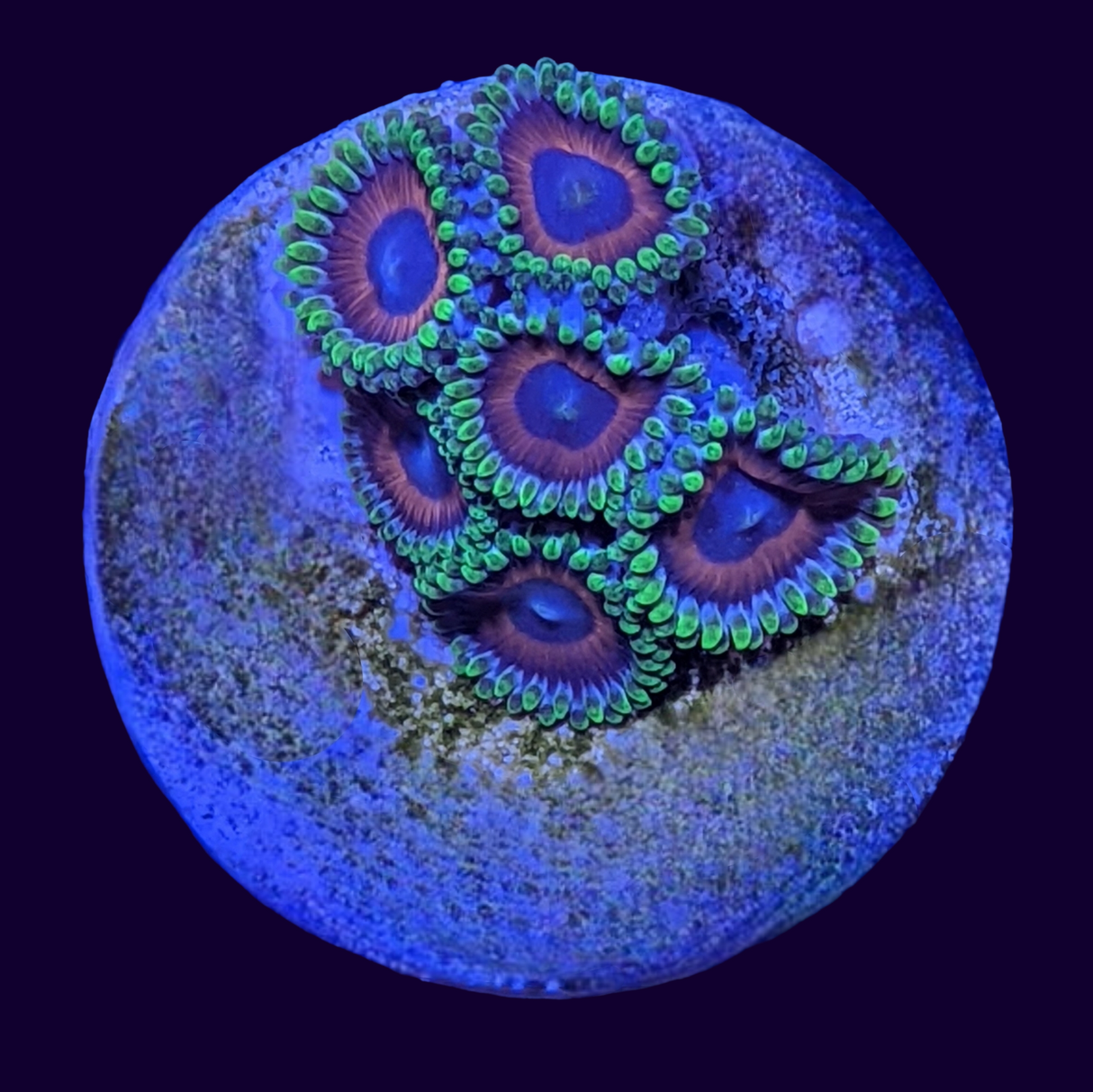 Eagle Eyes Zoa Frag