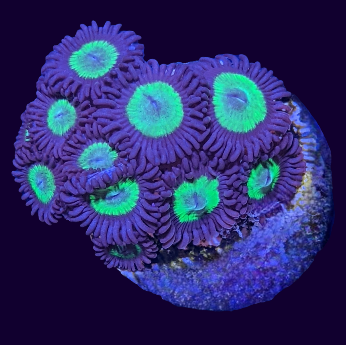 Mint Choc Zoa