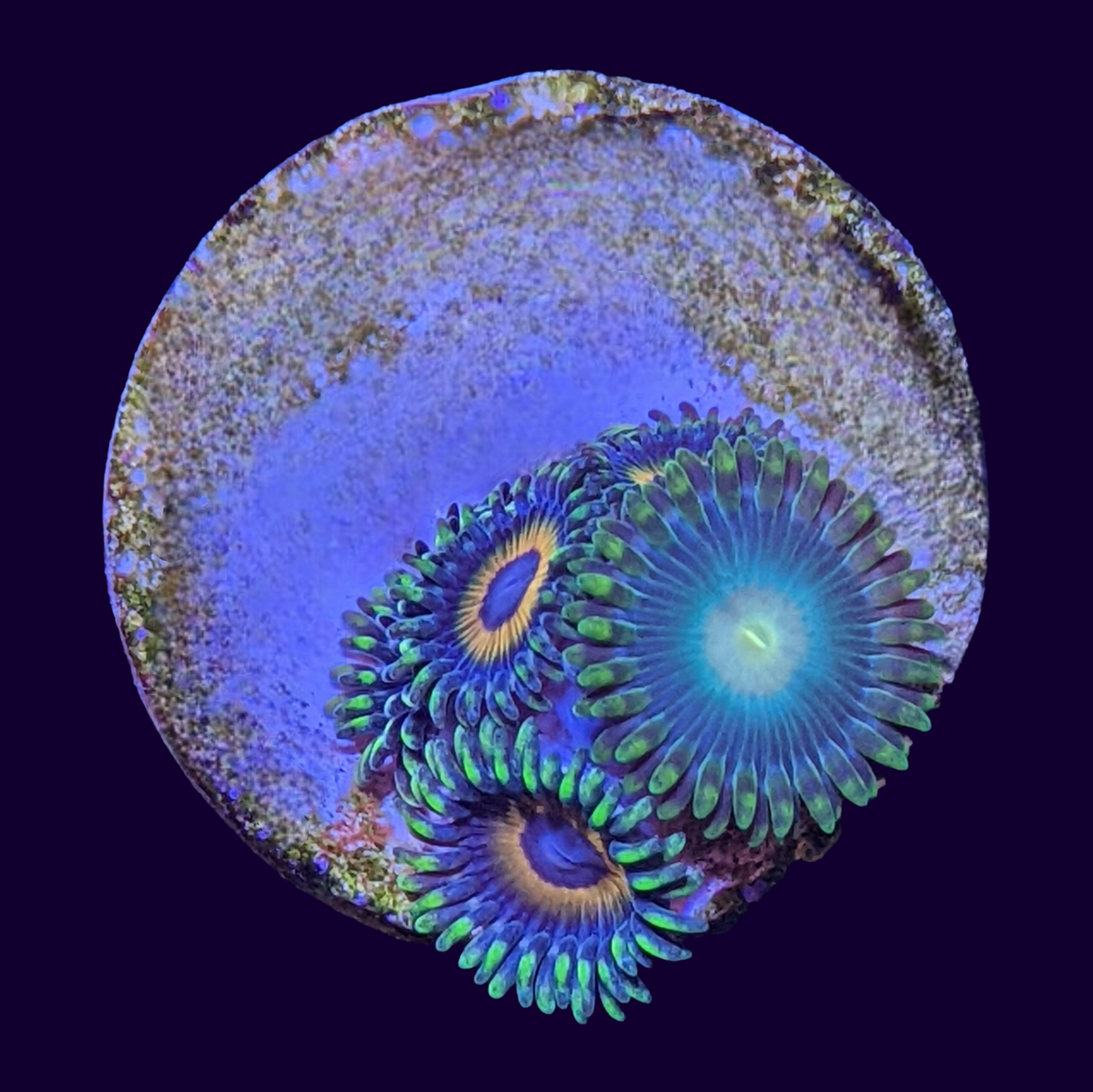 Eagle Eyes Mix Zoa Frag