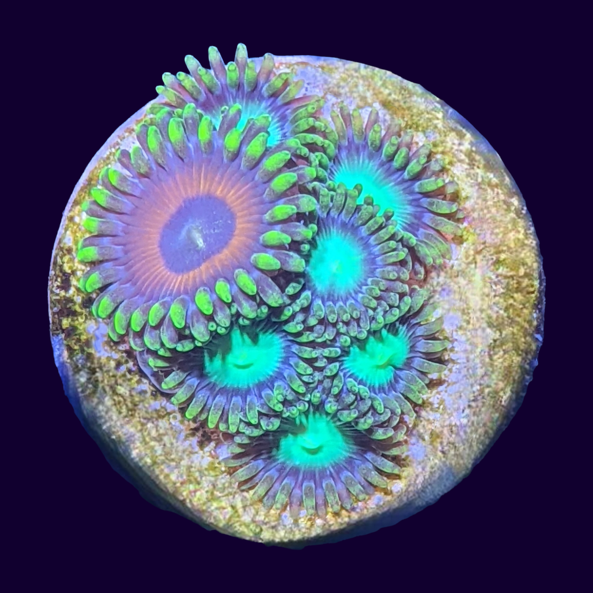 Radioactive Dragons Eye/Eagle Eye Mix Zoa Frag