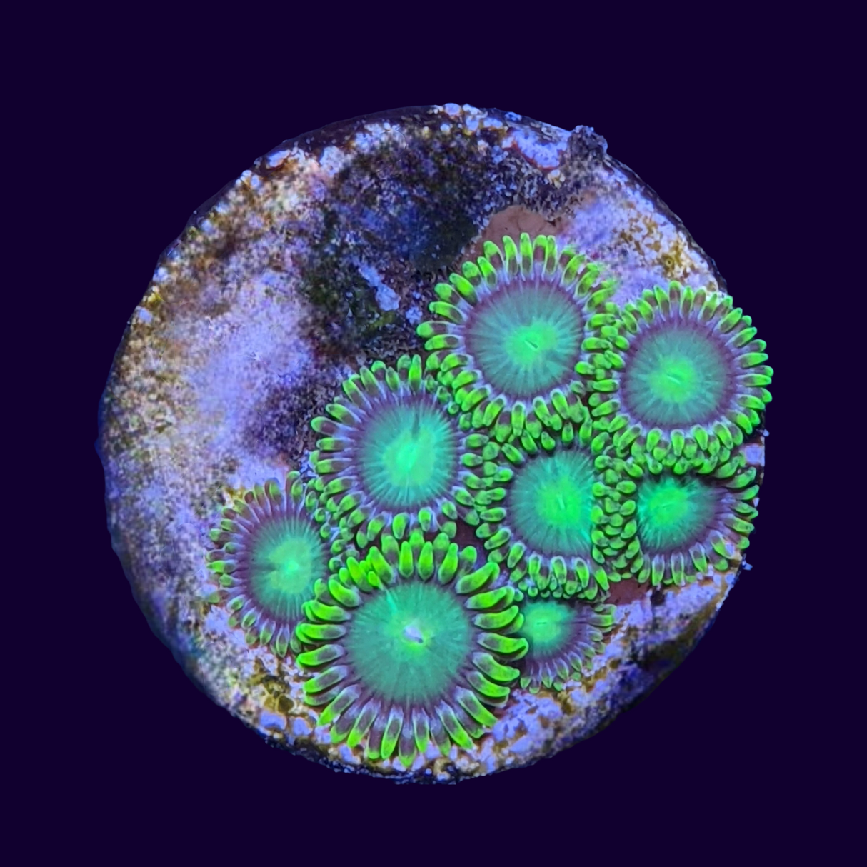 Radioactive Dragons Eye Zoa Frag