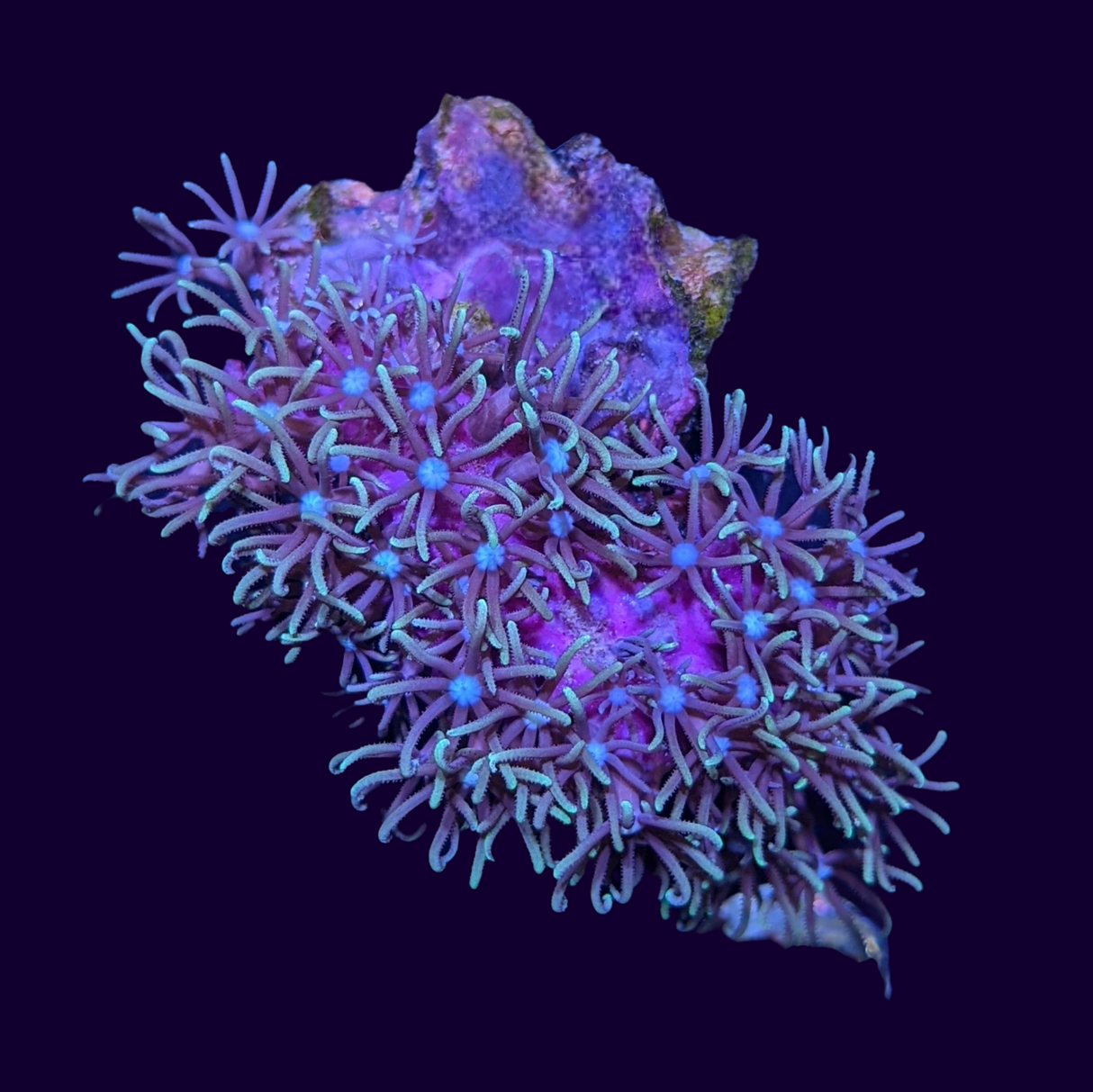 Green Star Polyp Mini Colony