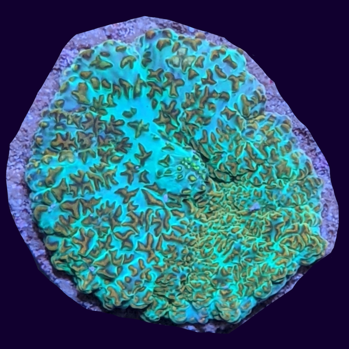 Orange/Green Rhodactis Mushroom