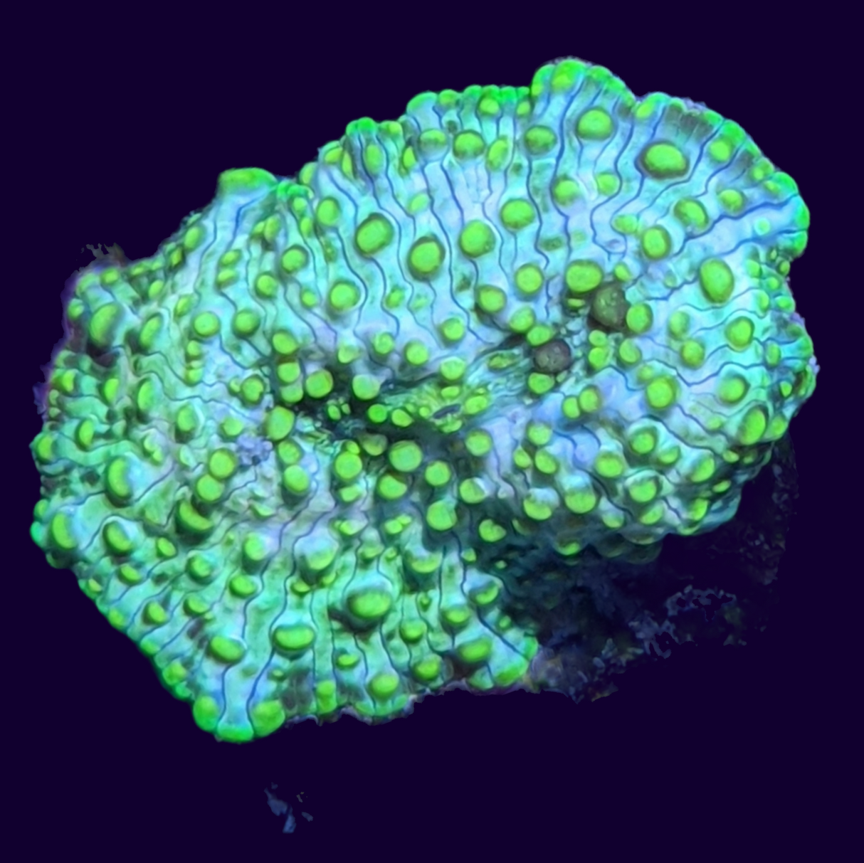 Green Spotted Mushroom