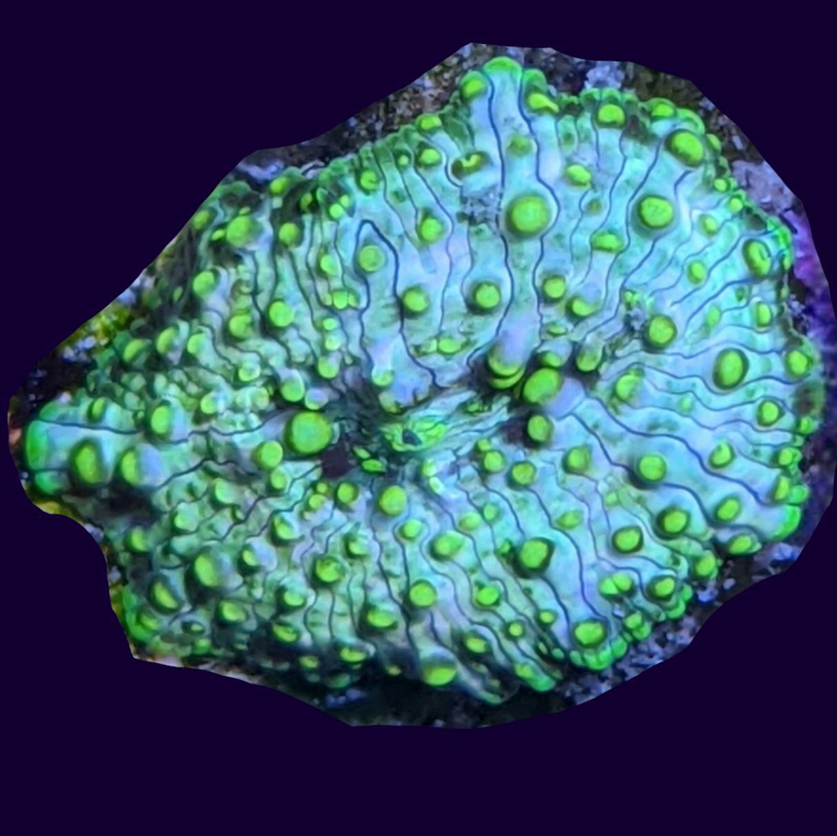 Green Spotted Mushroom