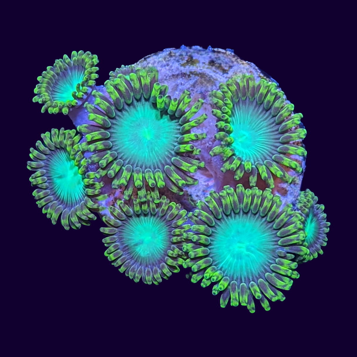 Radioactive Dragons Eye Zoa Frag