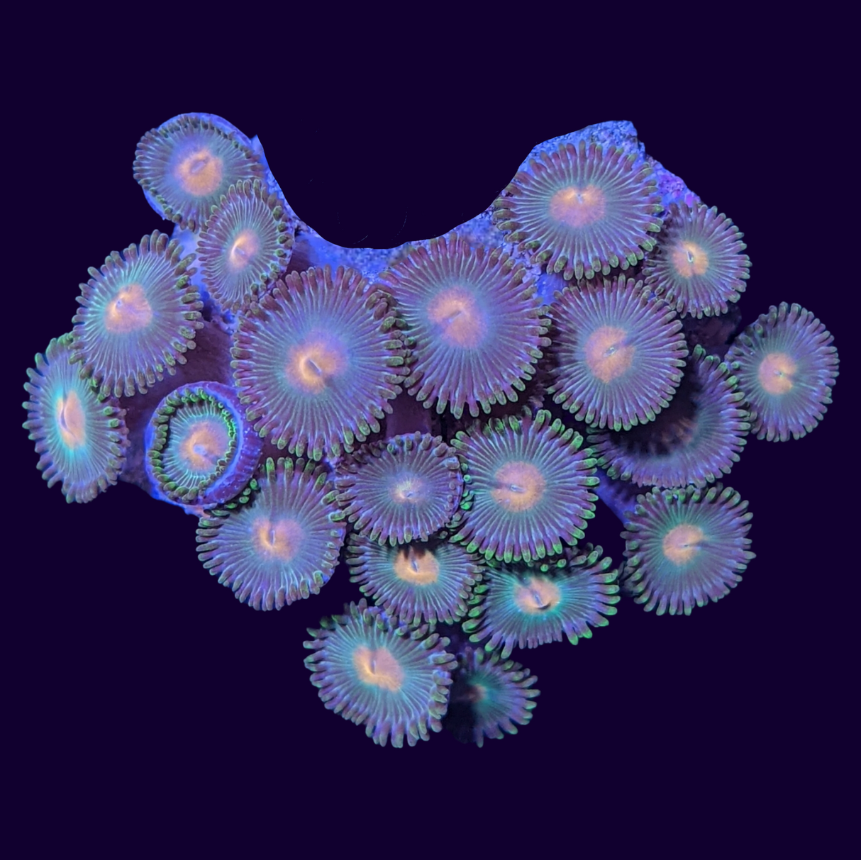 John Deere Mini Colony