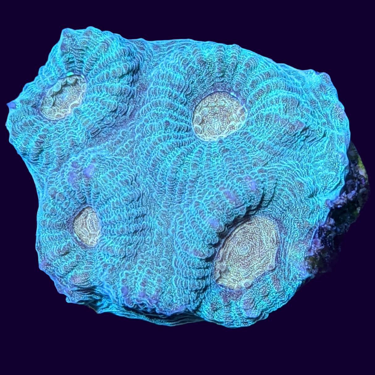 Orange Eye Goniastrea