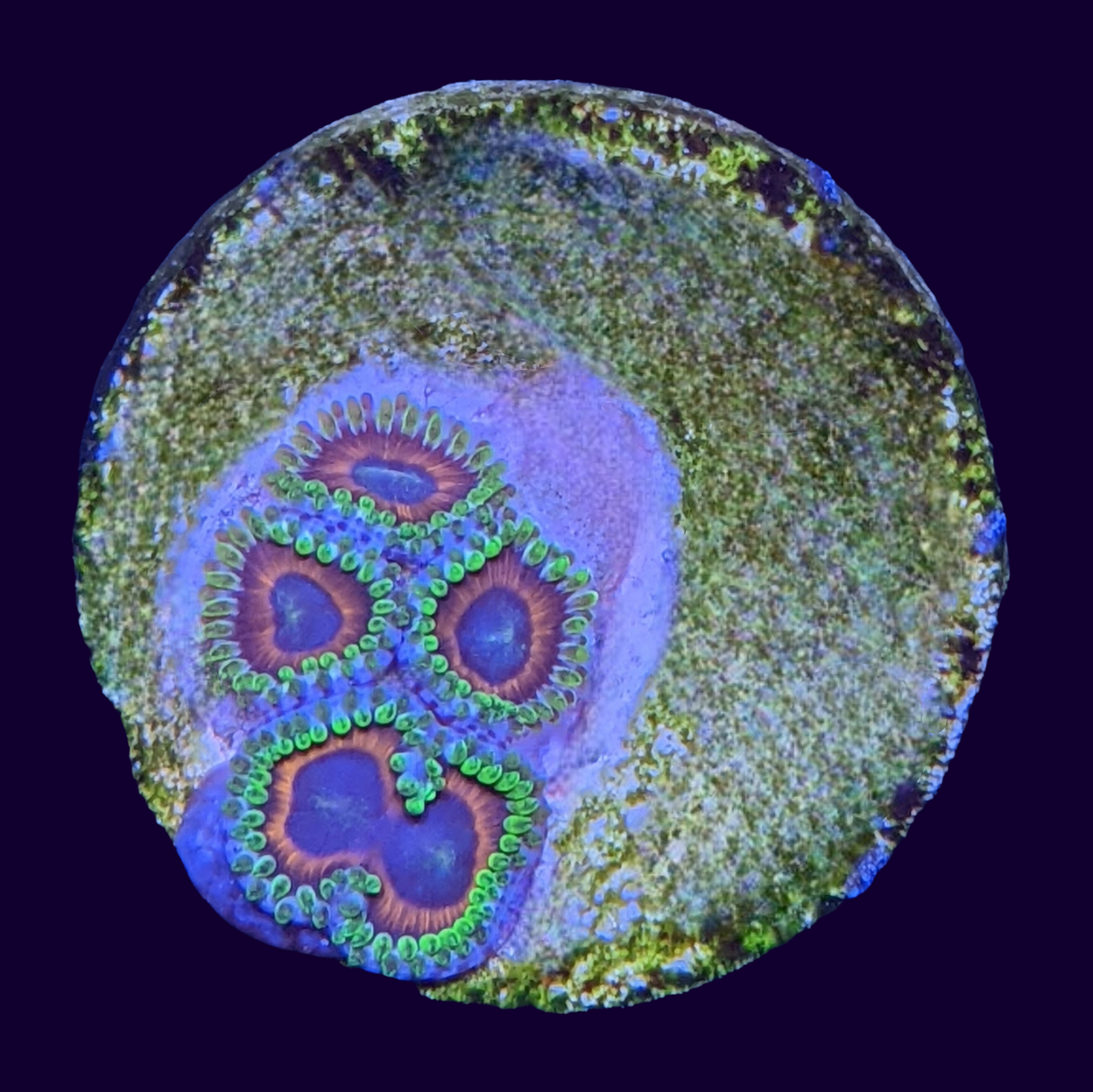 Eagle Eyes Zoa Frag