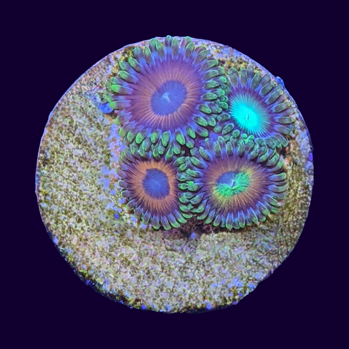 Eagle Eye/ Radioactive Dragons Eye Mix Zoa Frag