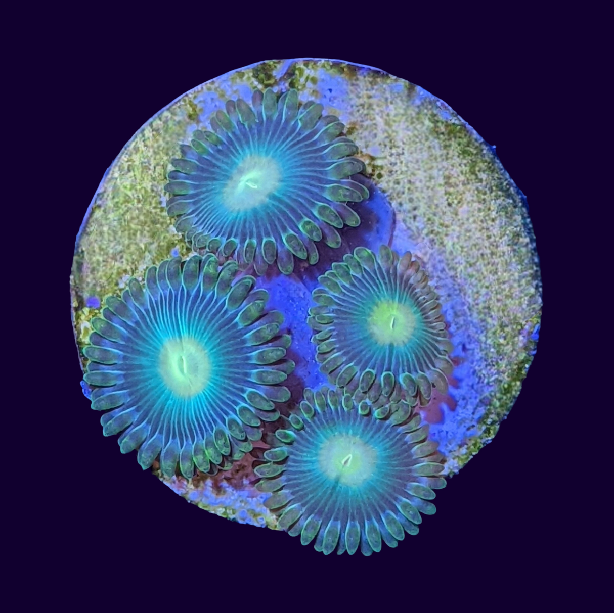 John Deere Zoa Frag