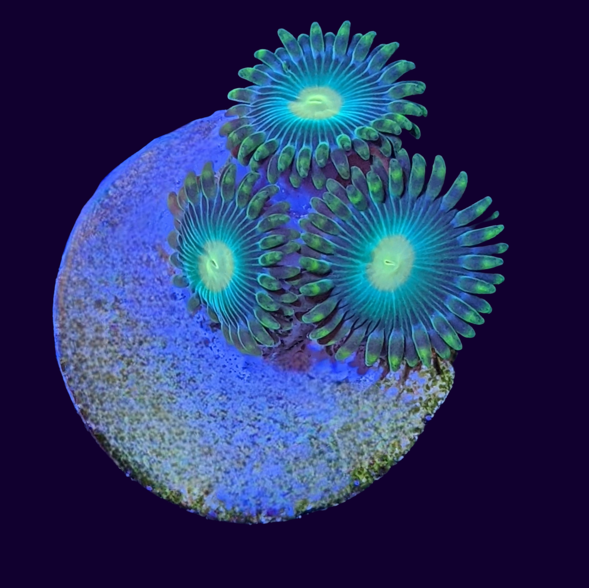 John Deere Zoa Frag