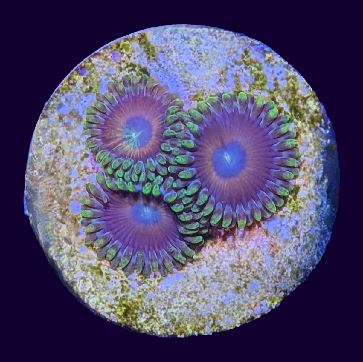 Eagle Eyes Zoas Frag