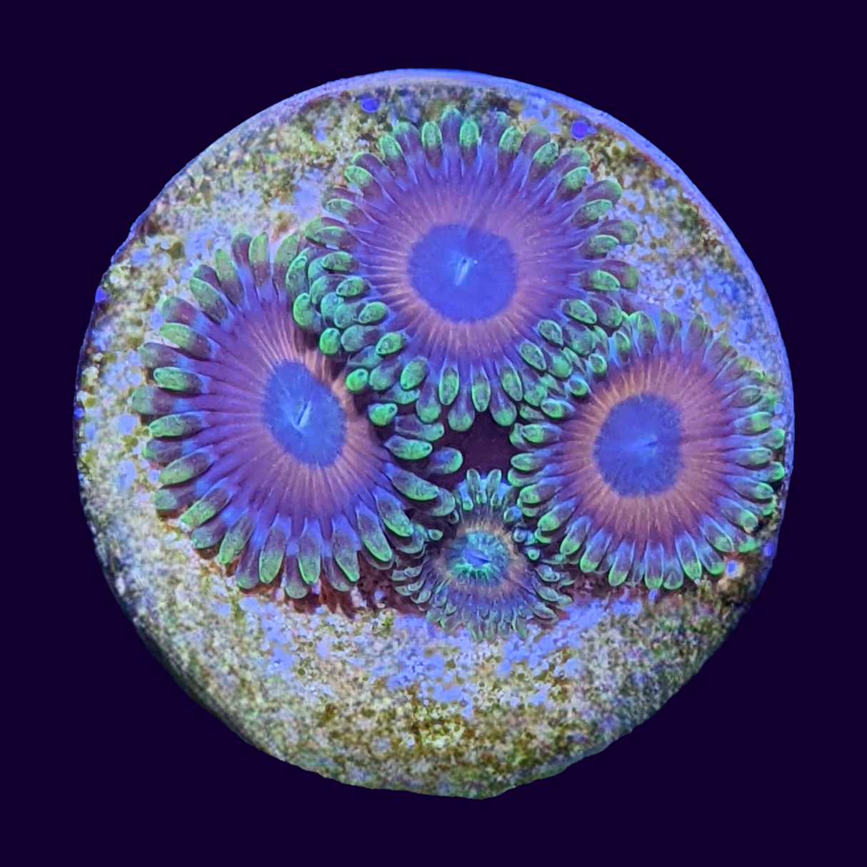 Eagle Eyes Zoas Frag