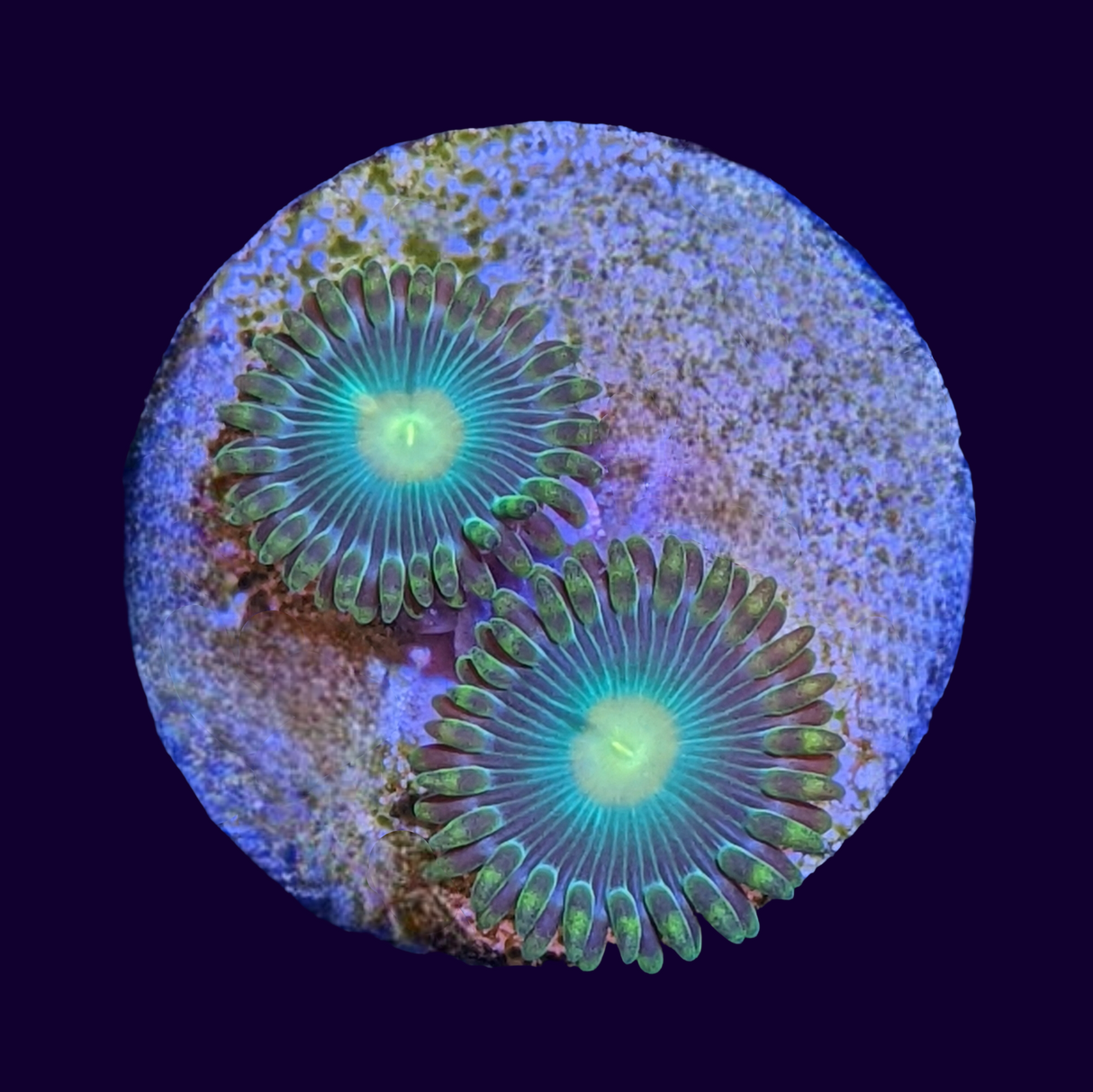 John Deere Zoa Frag