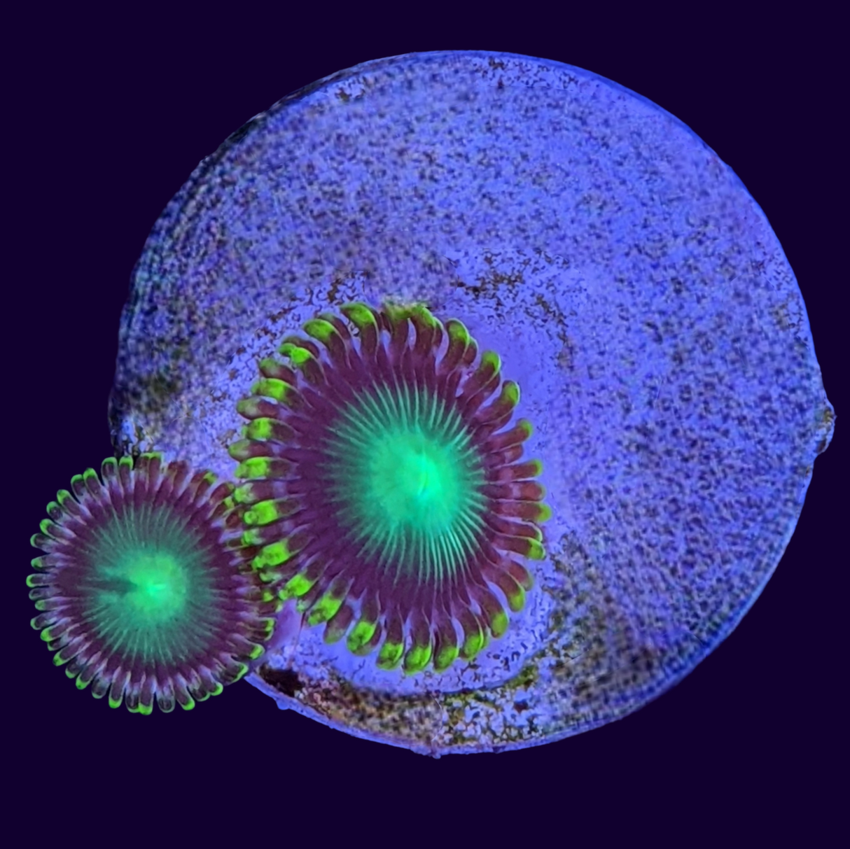 Radioactive Dragons Eyes Zoa Frag
