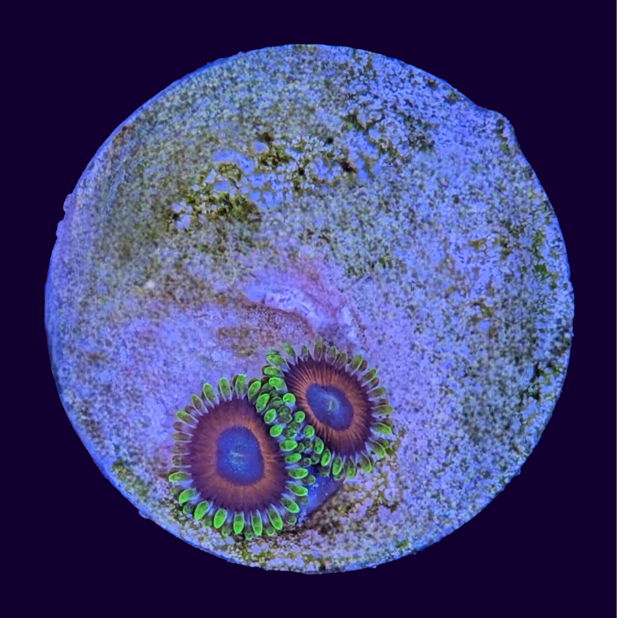 Eagle Eyes Zoas Frag