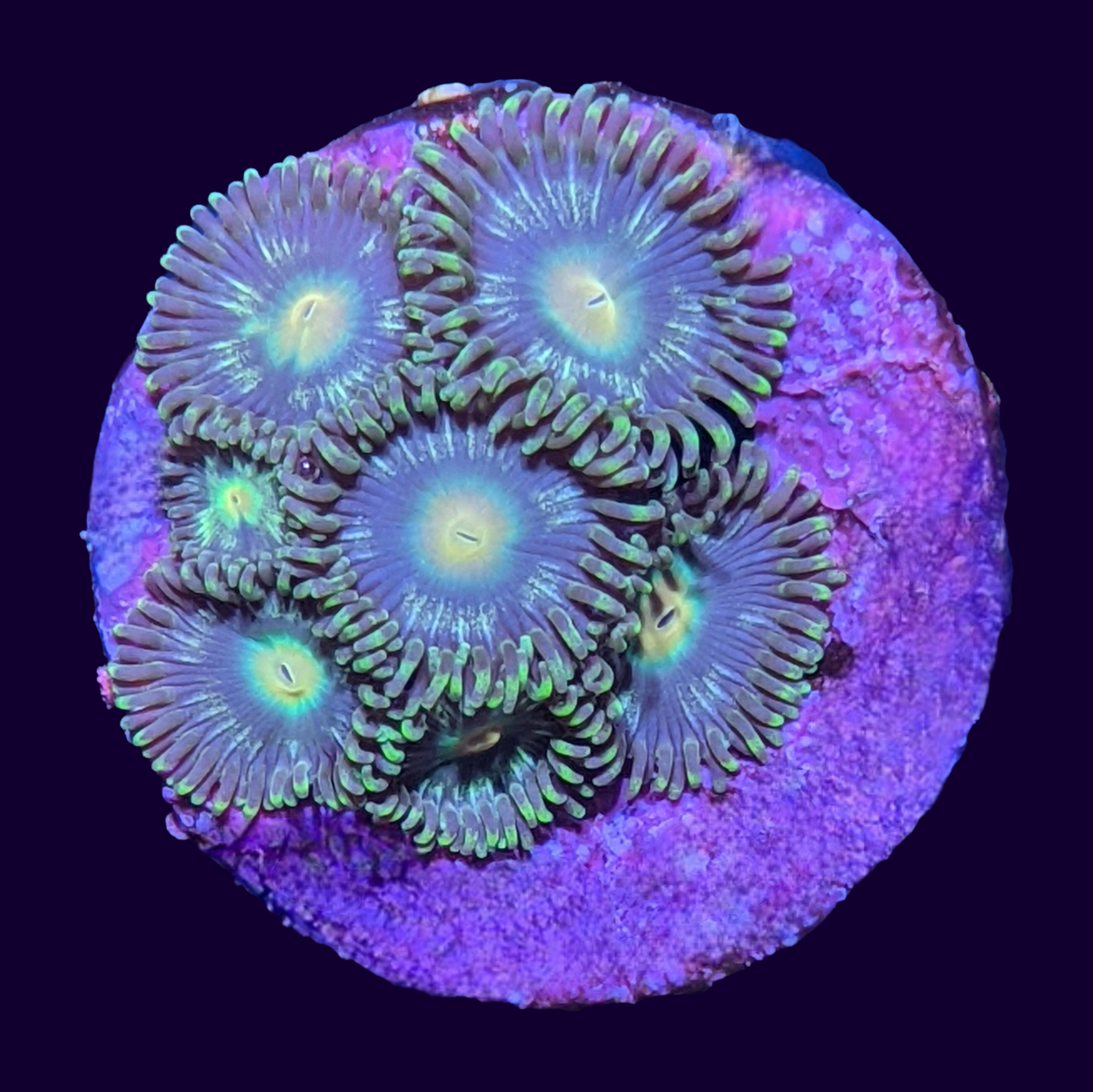 Zoa Frag