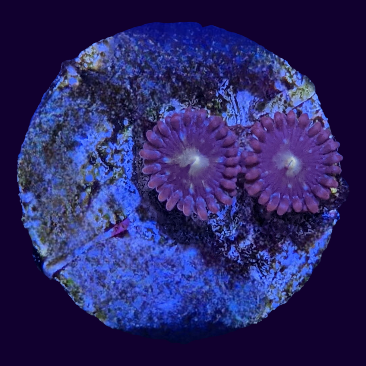 Chocolate Orange Zoa Frag
