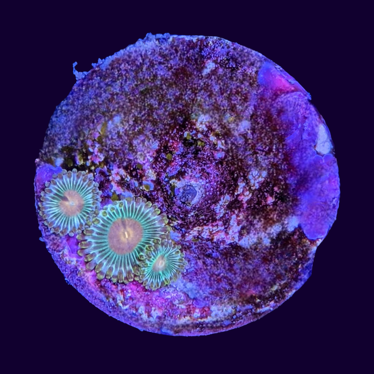 Orange Spot Green Zoa Frag