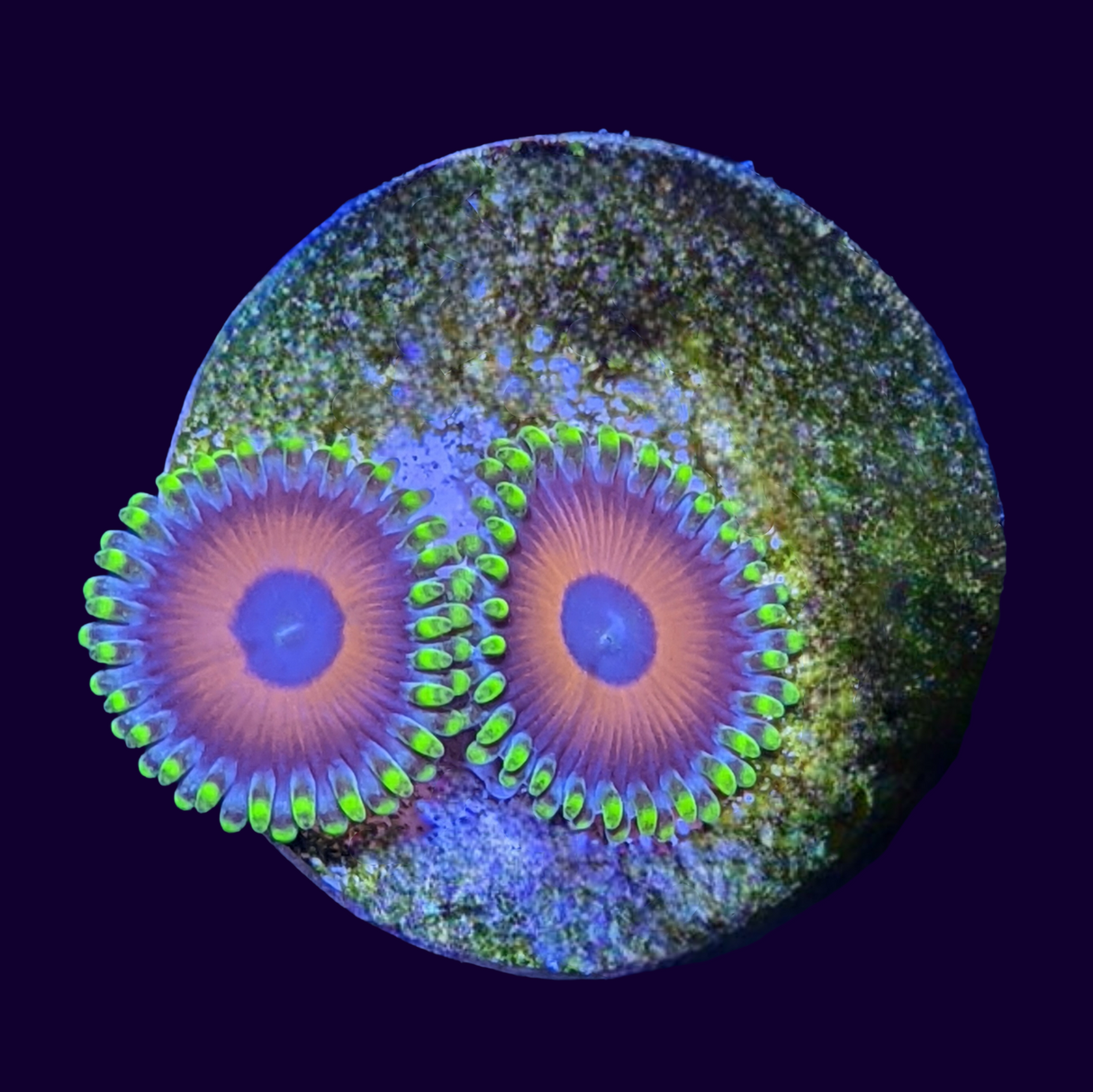 Eagle Eyes Zoas Frag