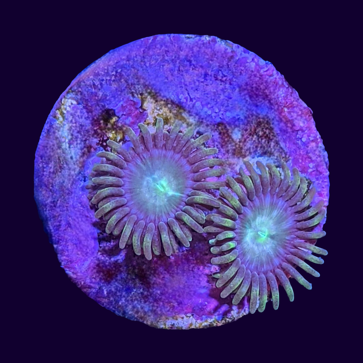 Zoa Frag