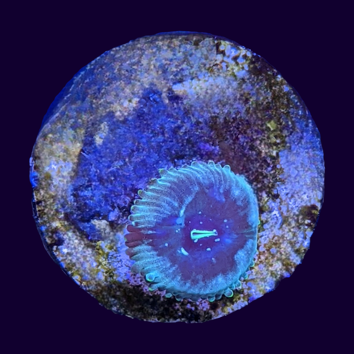 Hawaiian People Eater Zoa Frag