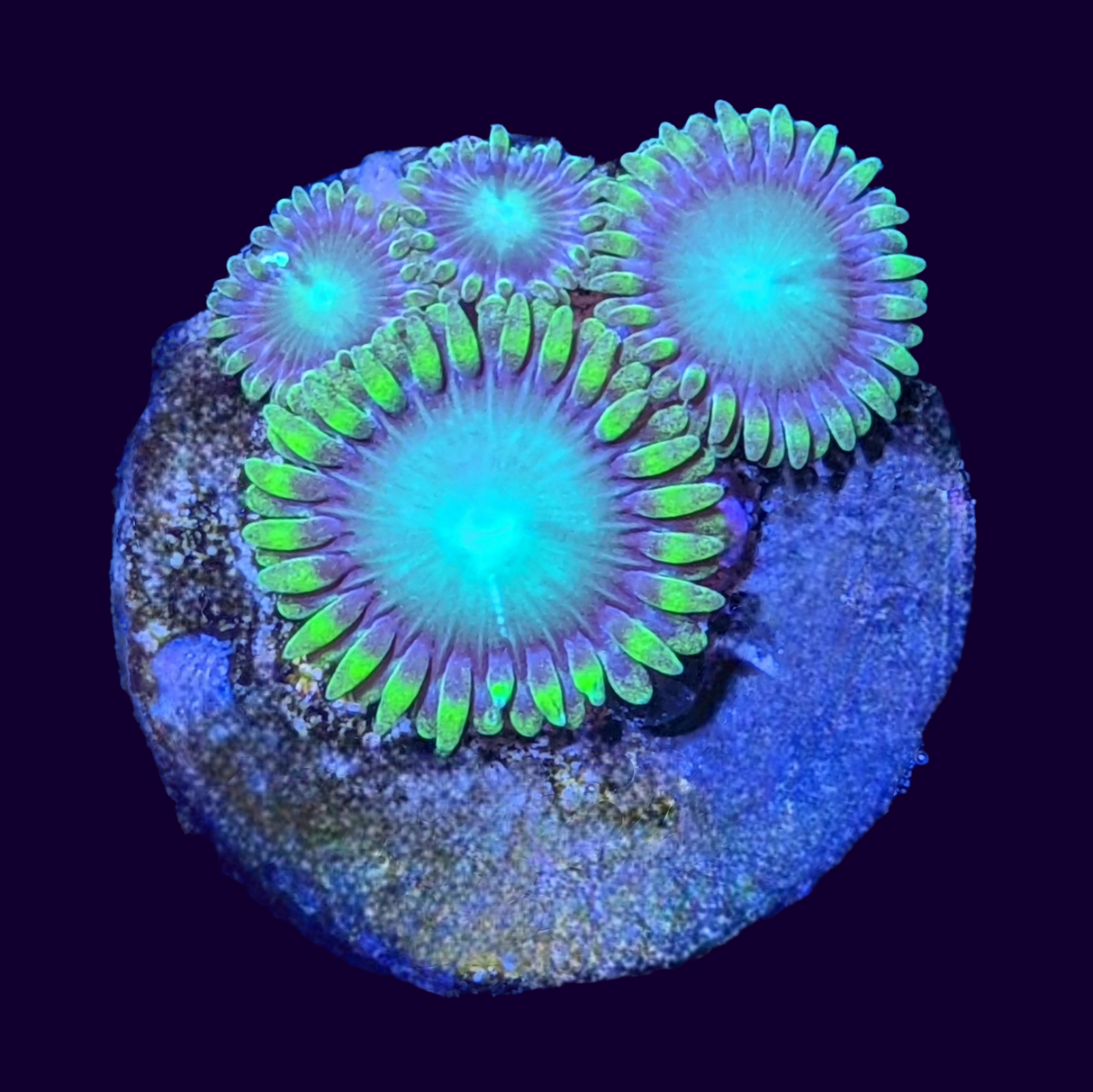 Radioactive Dragons Eyes Zoa Frag