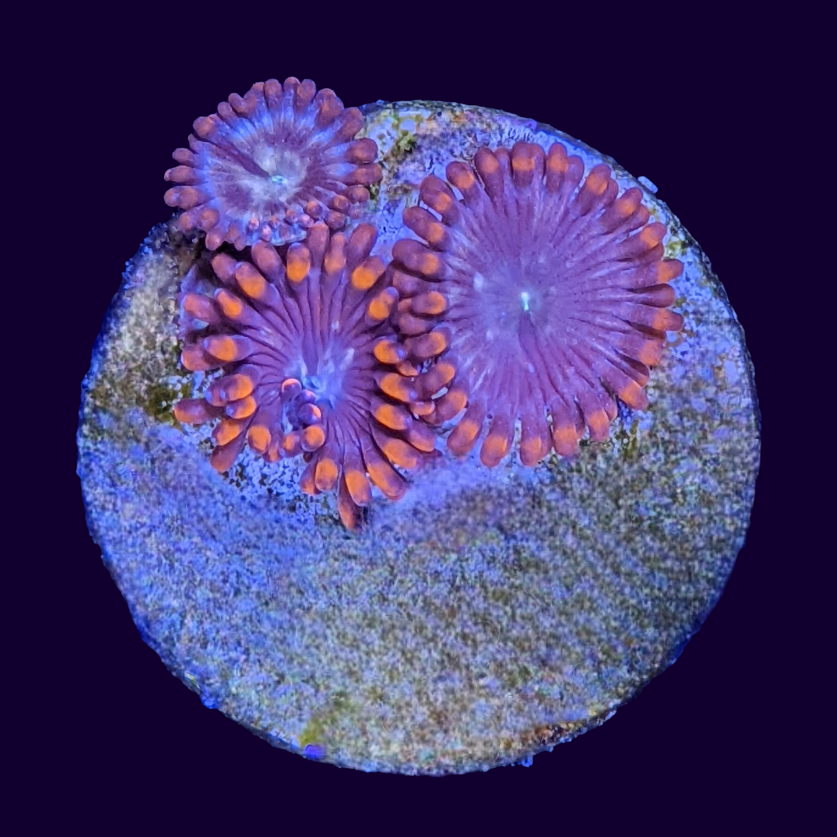 Orange Zoa Frag