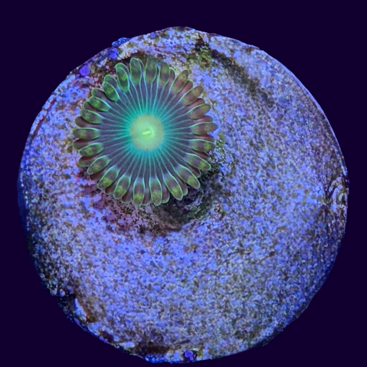 John Deere Zoa Frag
