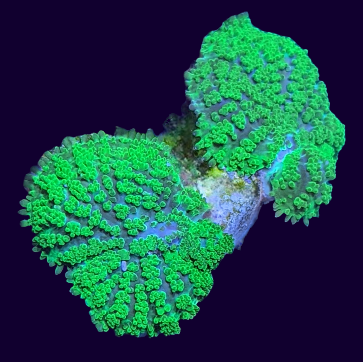 Fuzzy Green Rhodactis Mushroom