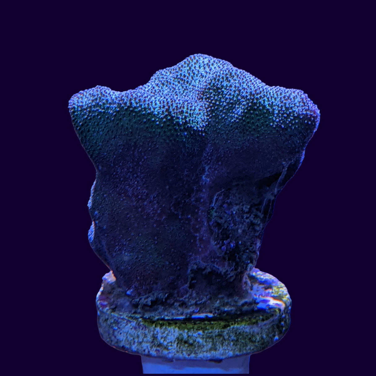 Psammacora