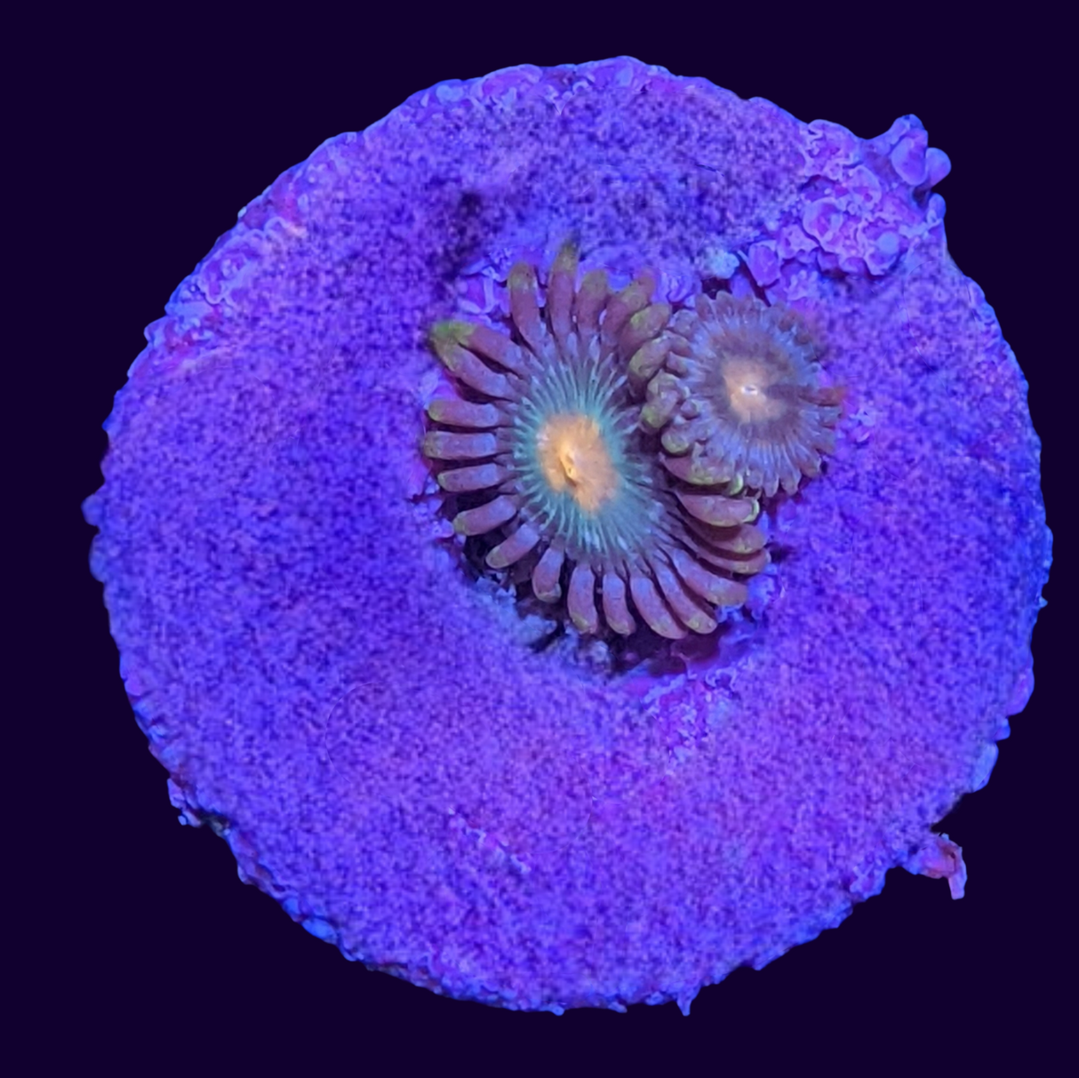 John Deere Zoa Frag