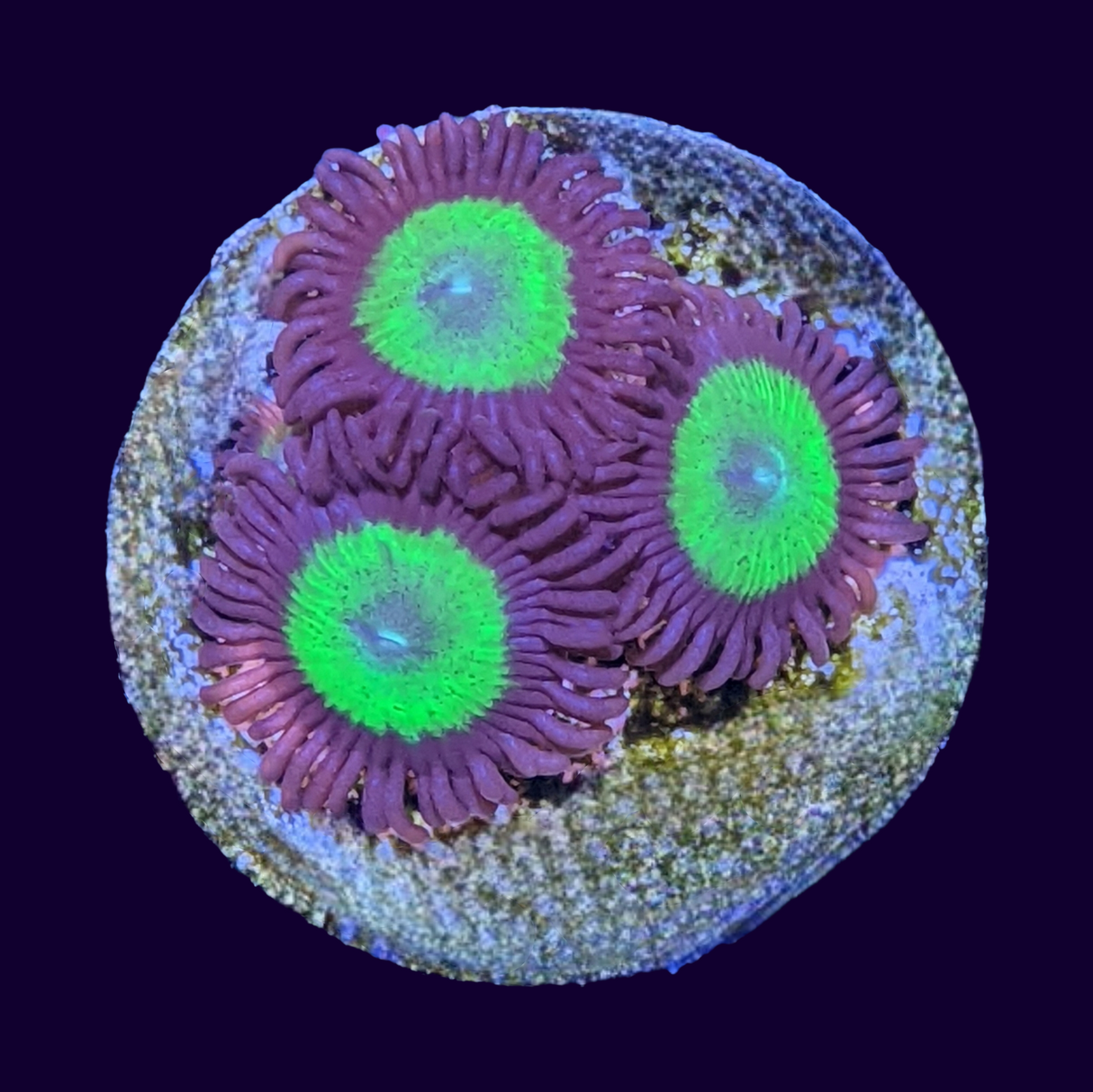 Fake Candy Apple Zoa Frag (UK Grown)