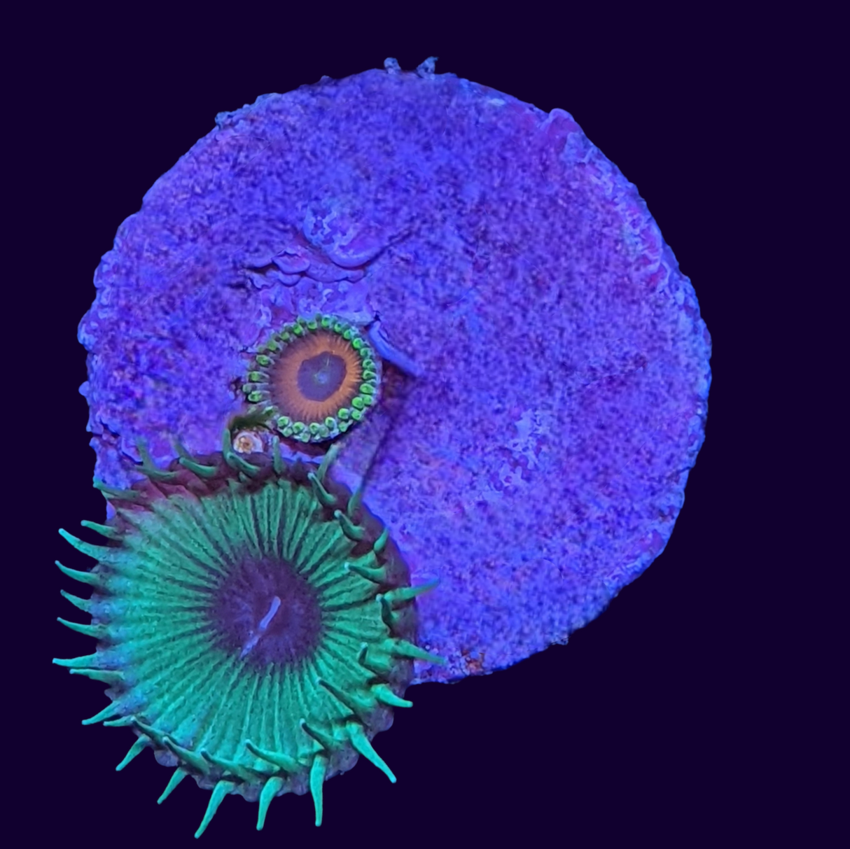 Green Paly/Eagle eye Zoa Frag