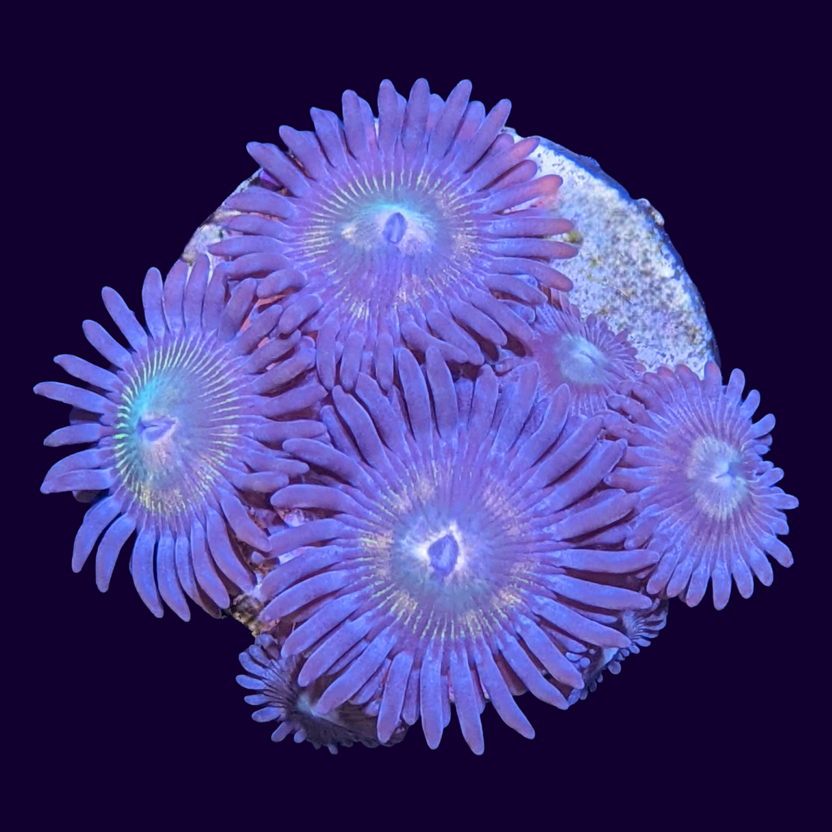 Zoa Frag