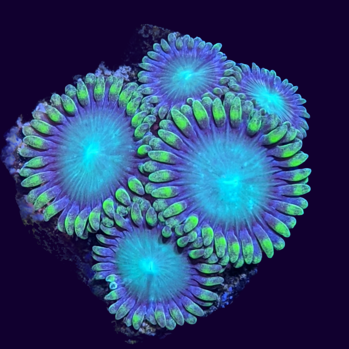 Radioactive Dragons Eyes Zoa Frag