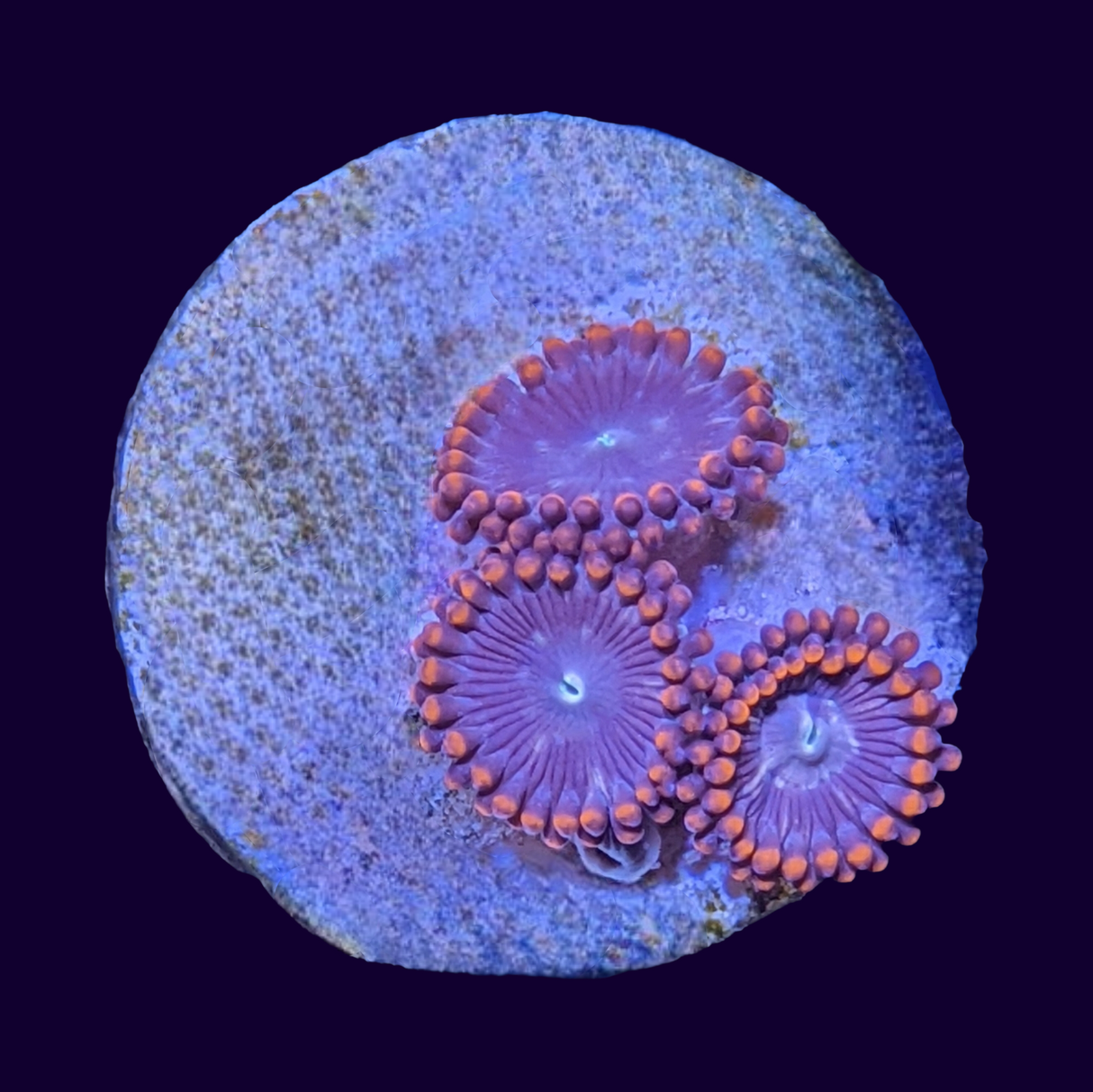 Orange Zoa Frag