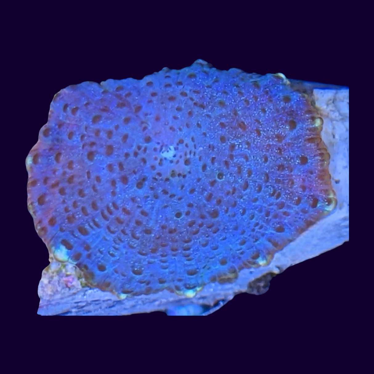 Blue Spotted Discosoma Mushroom