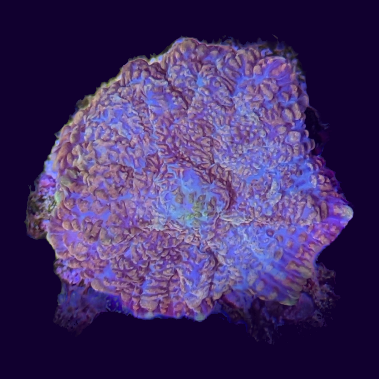 Orange Multicolour Rhodactis Mushroom