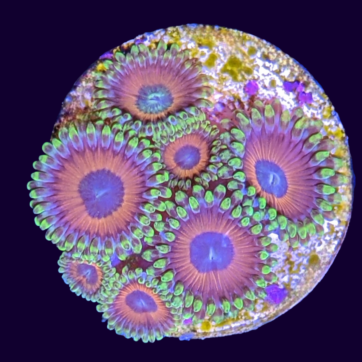 Eagle Eyes Zoas Frag