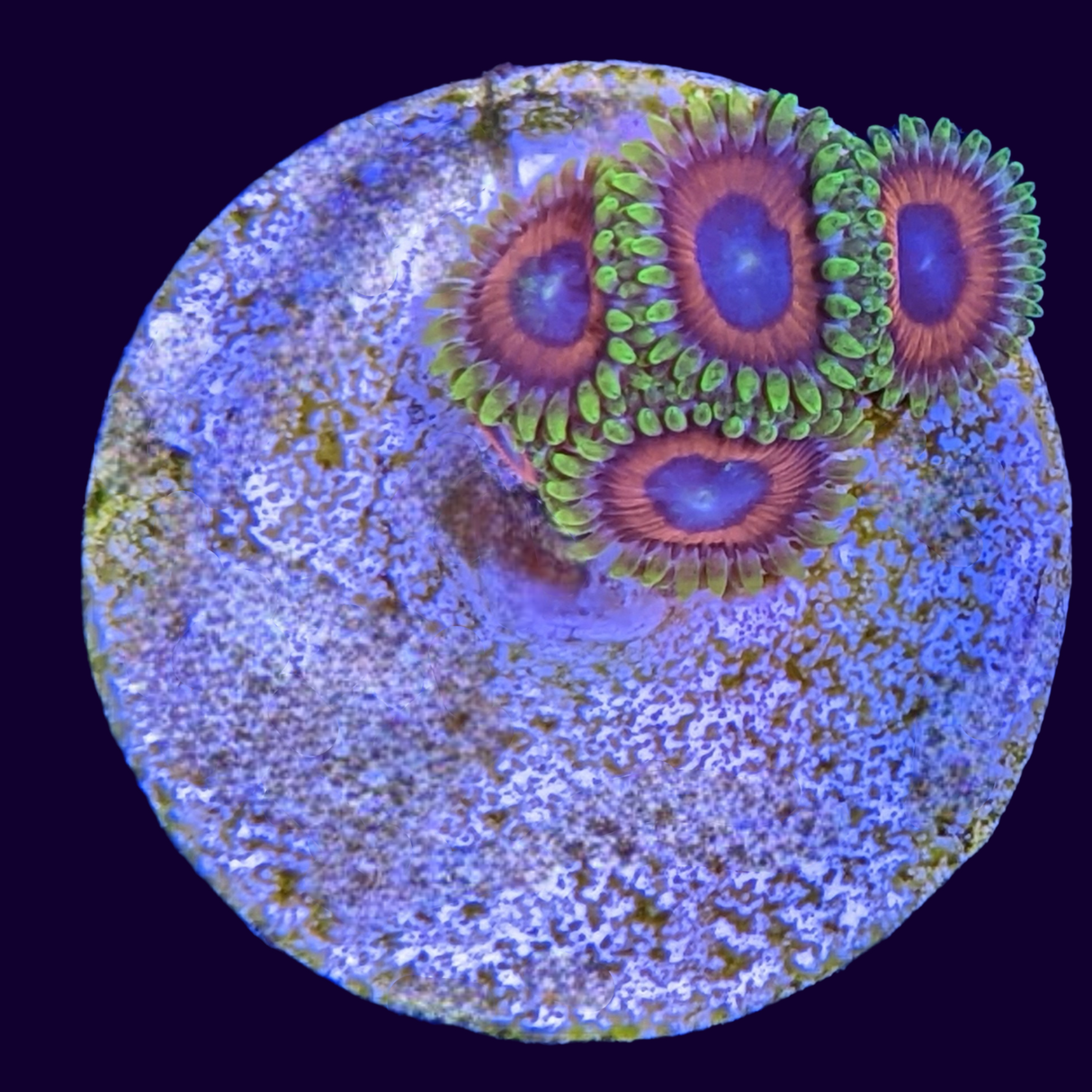 Eagle Eyes Zoas Frag
